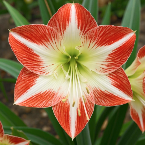 Amaryllis (Hippeastrum) Mascotte - Amarylia