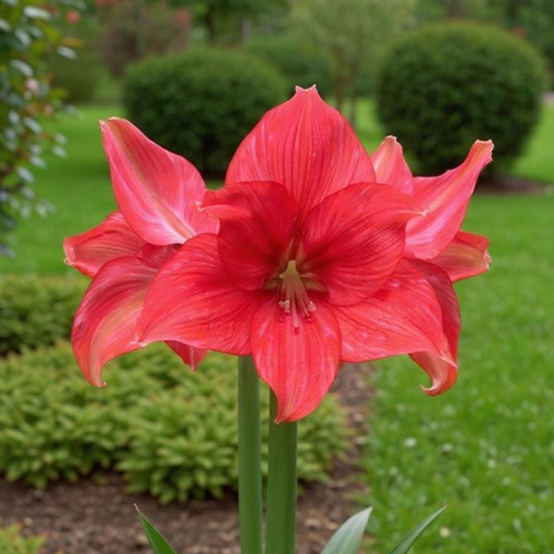 Amaryllis (Hippeastrum) Mastermind - Amarylia