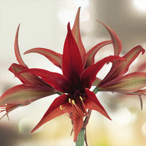 Merengue amaryllis (Hippeastrum) with single red flowers