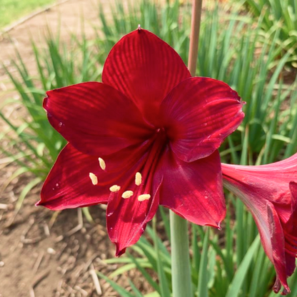 Amaryllis (Hippeastrum) Mini King - Amarylia