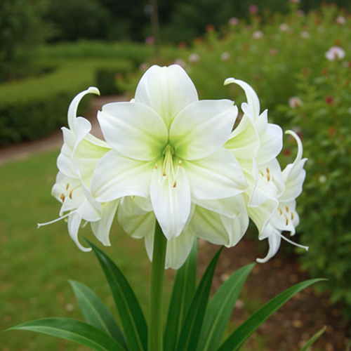 Amaryllis (Hippeastrum) Mojito - Amarylia