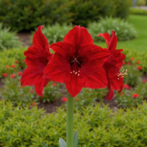 Amaryllis (Hippeastrum) Night Dance - Amarylia