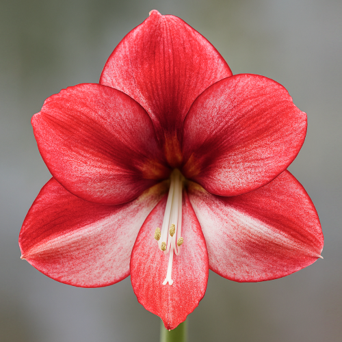 Amaryllis Nr. 2012-2 (Hippeastrum) with single red flowers