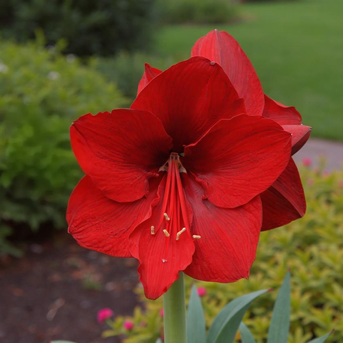 Amaryllis (Hippeastrum) Nr.1250 - Amarylia