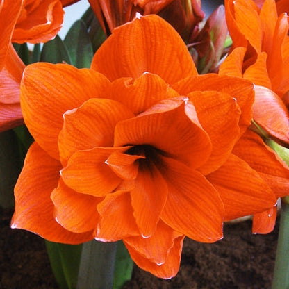 Amaryllis (Hippeastrum) Orange Double - Amarylia
