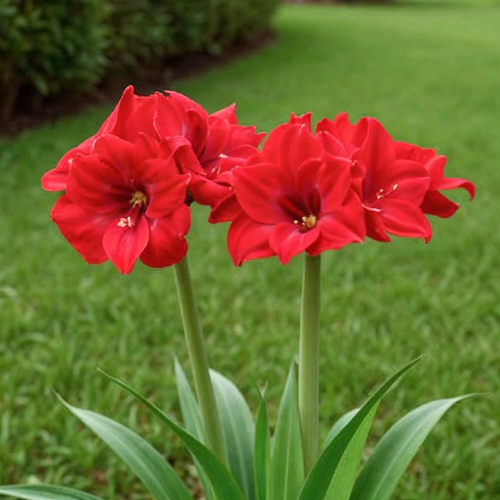 Amaryllis (Hippeastrum) Peppers - Amarylia