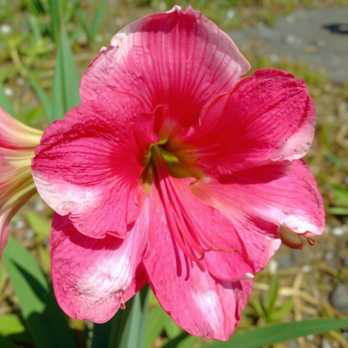 Amaryllis (Hippeastrum) Pink Cadillac - Amarylia