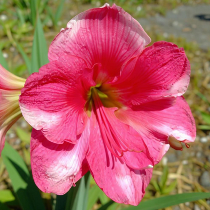 Amaryllis (Hippeastrum) Pink Cadillac - Amarylia