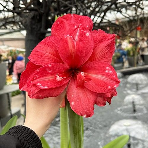 Amaryllis (Hippeastrum) Pink Symphony Amarylia