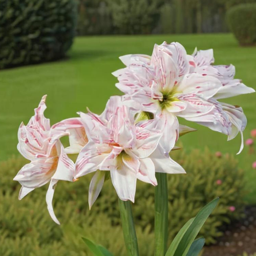 Amaryllis (Hippeastrum) Pretty Amadeus - Amarylia