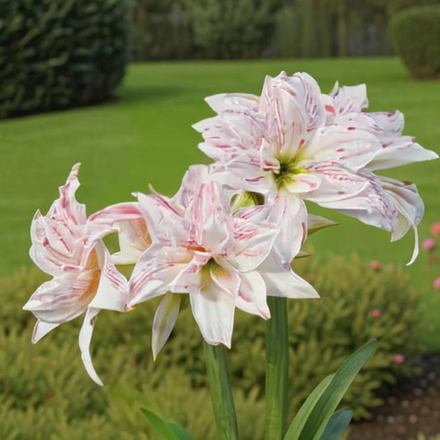 Amaryllis (Hippeastrum) Pretty Amadeus - Amarylia
