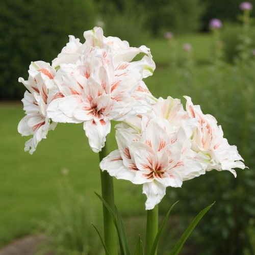 Amaryllis (Hippeastrum) Princess Madeleine - Amarylia