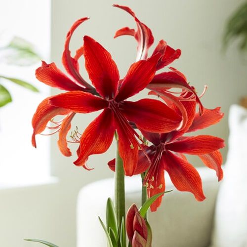 Amaryllis Red Amazone