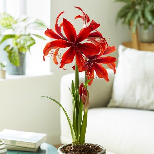 Amaryllis Red Amazone