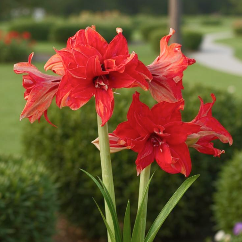 Red Pride amaryllis (Hippeastrum) with single red flowers