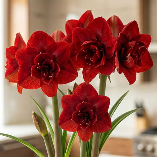 Amaryllis (Hippeastrum) Red Symphony
