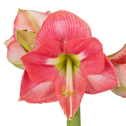 Amaryllis (Hippeastrum) Reve Amarylia