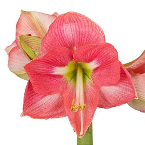 Amaryllis (Hippeastrum) Reve Amarylia