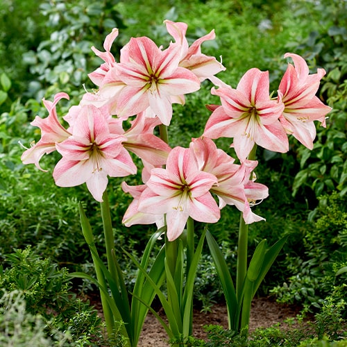 Amaryllis (Hippeastrum) River Dance