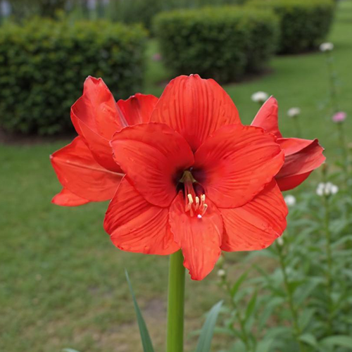 Royal Dream amaryllis (Hippeastrum) with single burgundy flowers