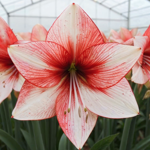 Supernova amaryllis (Hippeastrum) with single multicolour flowers