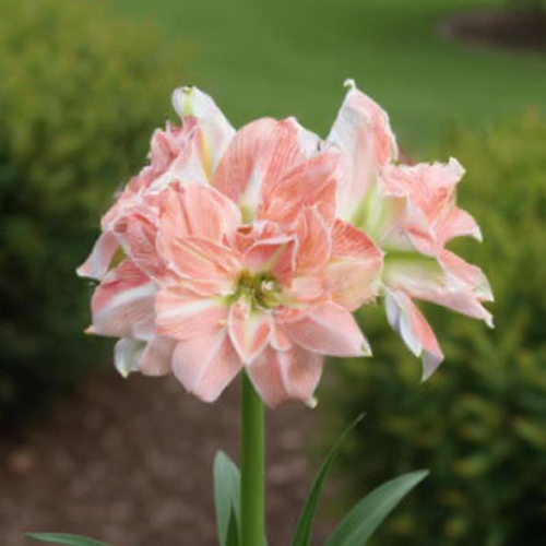 Amaryllis (Hippeastrum) Sweet Amadeus - Amarylia