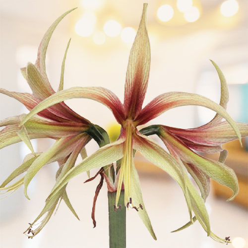 Tarantula amaryllis (Hippeastrum) with spider-type flowers