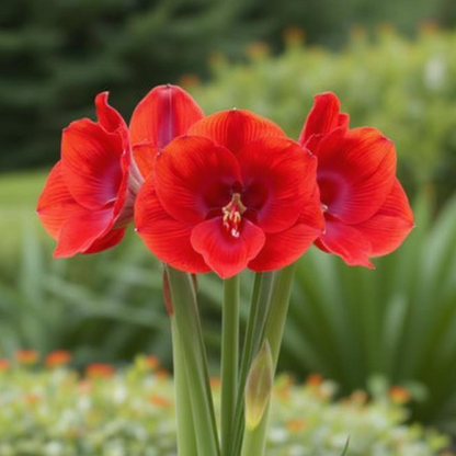 Amaryllis (Hippeastrum) Tempranillo - Amarylia