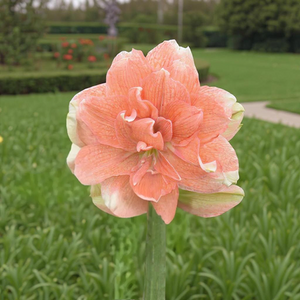 Tika Coral amaryllis (Hippeastrum) with double orange flowers