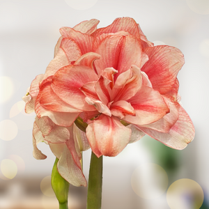 Tika Fairy amaryllis (Hippeastrum) with double pink flowers