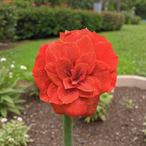 Tika Imperator amaryllis (Hippeastrum) with double red flowers