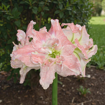 Amaryllis (Hippeastrum) Tika Princess - Amarylia