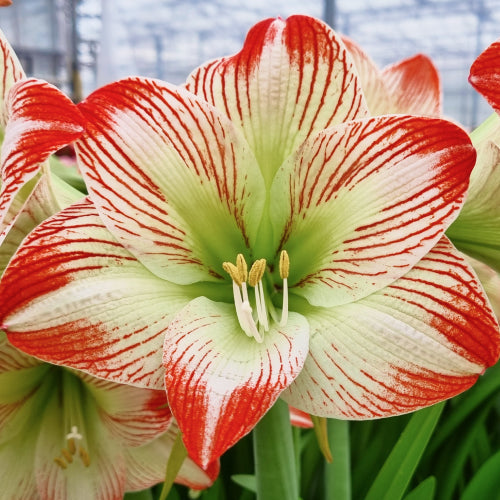 Amaryllis (Hippeastrum) Tropical Sensation - Amarylia