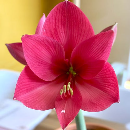 Amaryllis (hippeastrum) Verdi