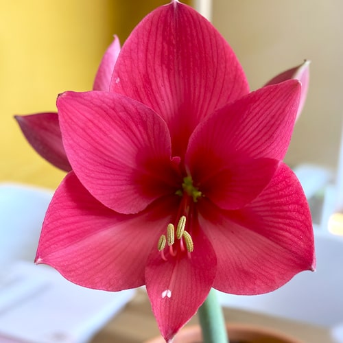 Amaryllis (hippeastrum) Verdi