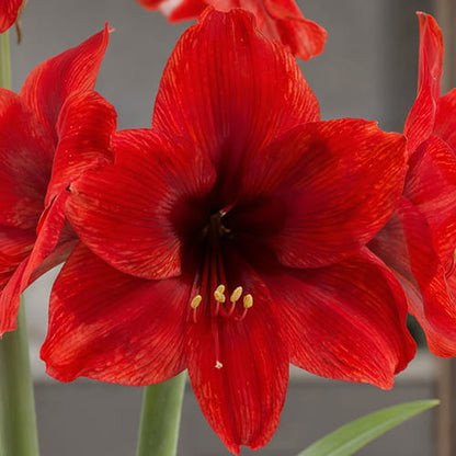 Amaryllis (Hippeastrum) Vesuvius