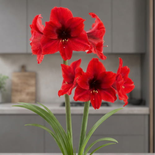 Amaryllis (Hippeastrum) Vesuvius