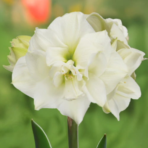 Amaryllis (Hippeastrum) White Symphony - Amarylia