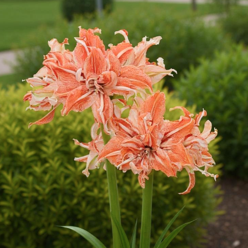 Amaryllis (Hippeastrum) Wild Dance - Amarylia