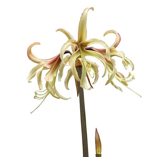 Amaryllis (hippeastrum) jałowca