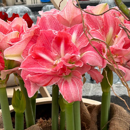Amaryllis (Hippeastrum) Lovely Nymph - Amarylia
