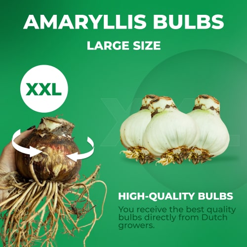 Amaryllis (Hippeastrum) Verdi - Amarylia