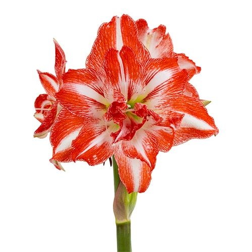 Amaryllis (Hippeastrum) Green Valley