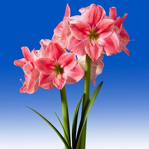 Amaryllis (Hippeastrum) Sweet Cream
