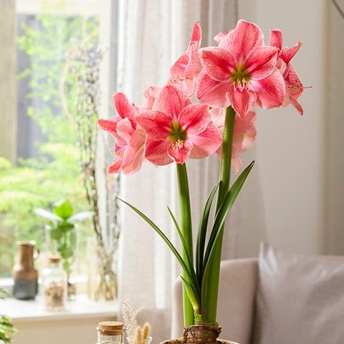 Amaryllis (Hippeastrum) Sweet Cream