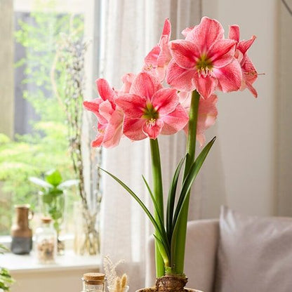 Amaryllis (Hippeastrum) Sweet Cream