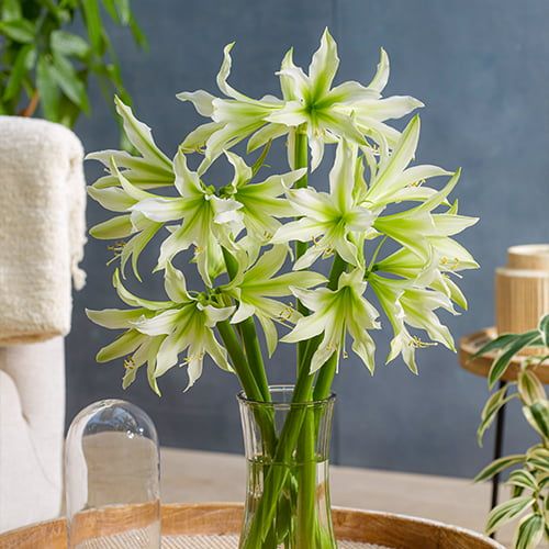 Amaryllis (Hippeastrum) White Nile