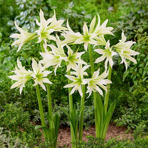 Amaryllis (Hippeastrum) White Nile