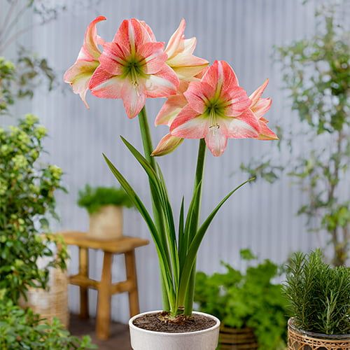 Amaryllis (Hippeastrum) Fay