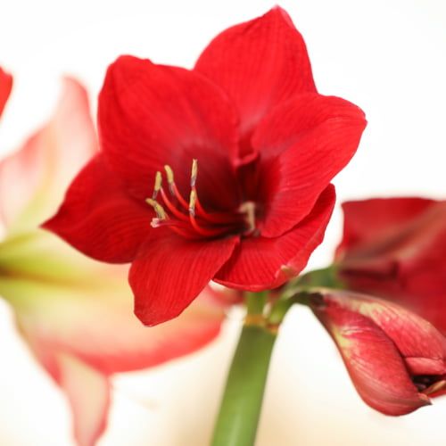 Amaryllis (Hippeastrum) eldboll